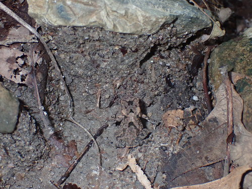 Big-eared Toad, Ingerophrynus macrotis