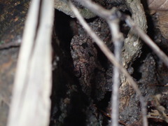 Ingerophrynus macrotis