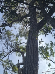 Eucalyptus paniculata