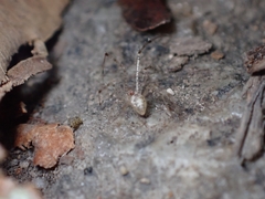 Chrysso lingchuanensis