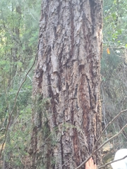 Eucalyptus paniculata
