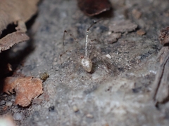 Chrysso lingchuanensis