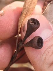 Eucalyptus paniculata