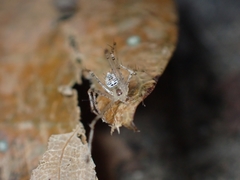 Chrysso lingchuanensis