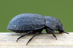 Melanimon tibiale