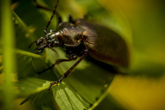 Calosoma oceanicum