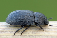 Melanimon tibiale