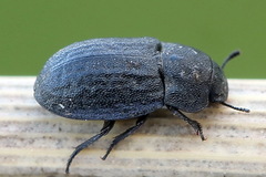 Melanimon tibiale