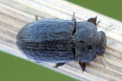 Melanimon tibiale