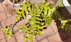 Selenicereus anthonyanus