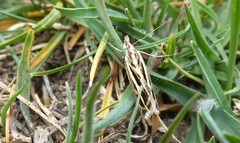 Orocrambus corruptus