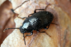 Nalassus brevicollis