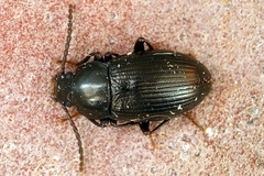 Nalassus brevicollis