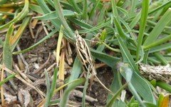 Orocrambus corruptus