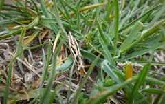 Orocrambus corruptus