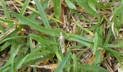 Orocrambus corruptus