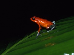 Oophaga granulifera