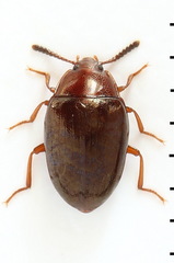 Scaphidema metallicum