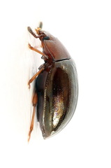 Scaphidema metallicum