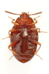 Scaphidema metallicum