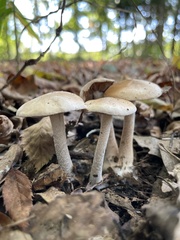 Hebeloma