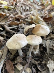 Hebeloma