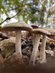 Hebeloma