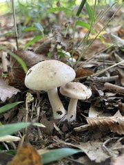 Hebeloma