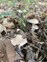 Hebeloma
