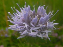Jasione laevis