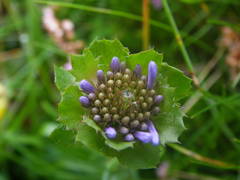 Jasione laevis