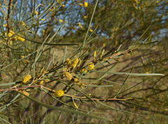 Acacia ancistrocarpa