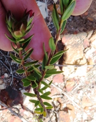 Adenandra marginata