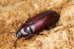 Uloma culinaris
