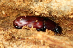 Uloma culinaris