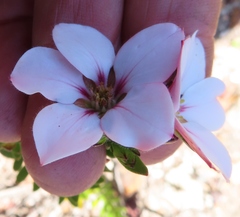 Adenandra marginata