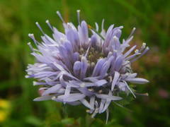 Jasione laevis