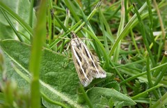 Orocrambus corruptus