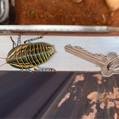 Polyzosteria mitchelli