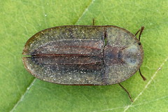 Cossyphus tauricus