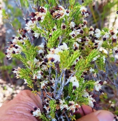 Erica suffulta