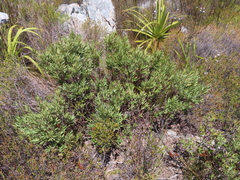 Grubbia tomentosa