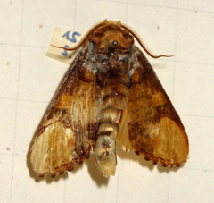 Phalera bucephaloides