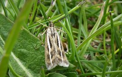 Orocrambus corruptus