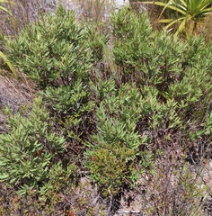 Grubbia tomentosa