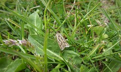 Orocrambus corruptus