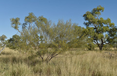 Acacia ancistrocarpa