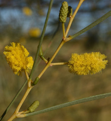 Acacia ancistrocarpa