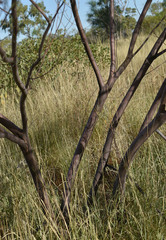 Acacia ancistrocarpa
