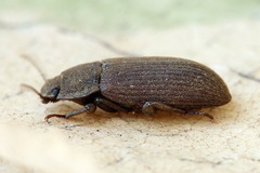 Gonocephalum rusticum